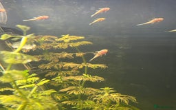 Catfish fish for sale: 🐠 Blue-Eyed, Yellow-Bristled-Nosed Pleco  - Image 5