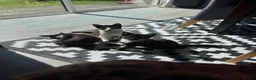 Mixed Breed cats for sale: Tuxedo kittens ready to leave  - Advert 3