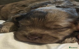 Cockapoo dogs for sale: Stunning F2 Chocolate Merle Cockapoo girl puppy - Image 8