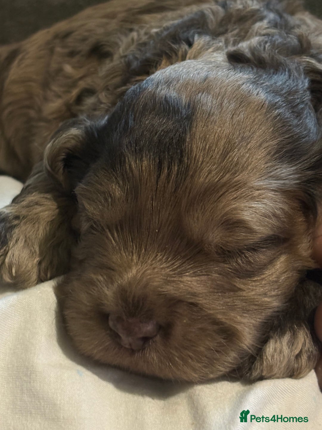 Cockapoo dogs for sale: Stunning F2 Chocolate Merle Cockapoo girl puppy - Image 8