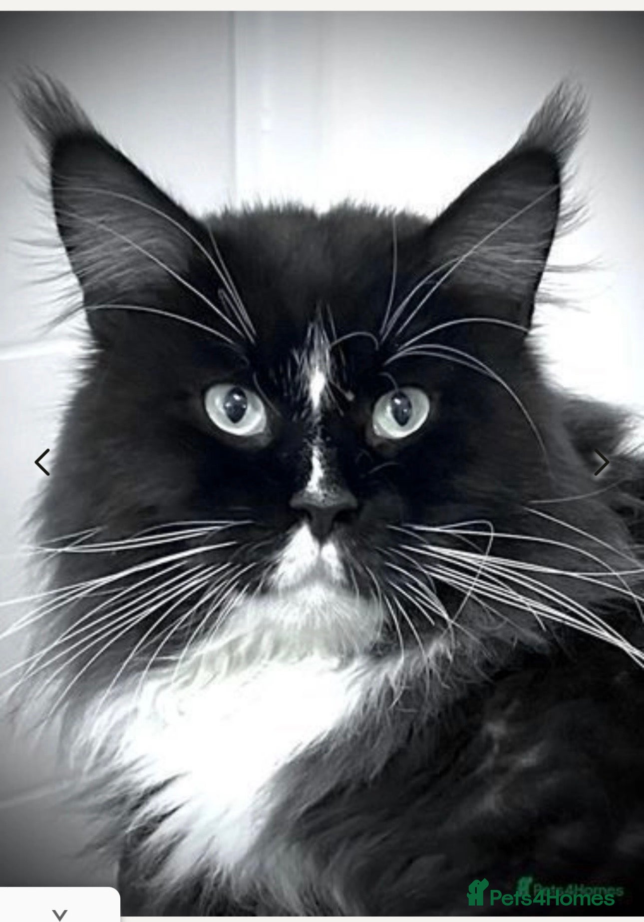 Maine Coon cats Stunning Russian boy for stud  - Advert 1