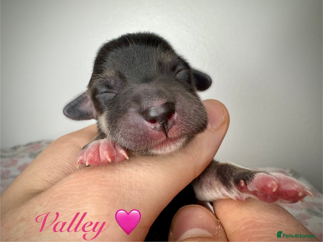 Mixed Breed dogs for sale: Beautiful F1 Dorgi Puppies! - Image 4