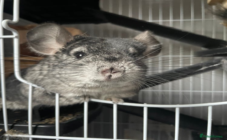 Chinchilla rodents - Advert 3