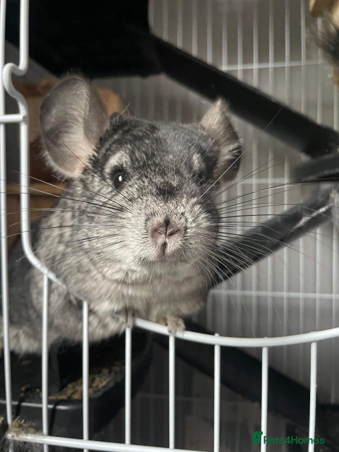 Chinchilla rodents for sale: Pair of female chinchillas looking for a new home - Image 1