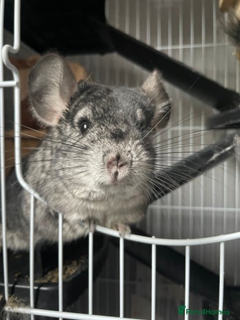Chinchilla rodents - Advert 9