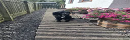 Sprocker dogs for sale: Sprocker Puppies For Sale - Advert 19