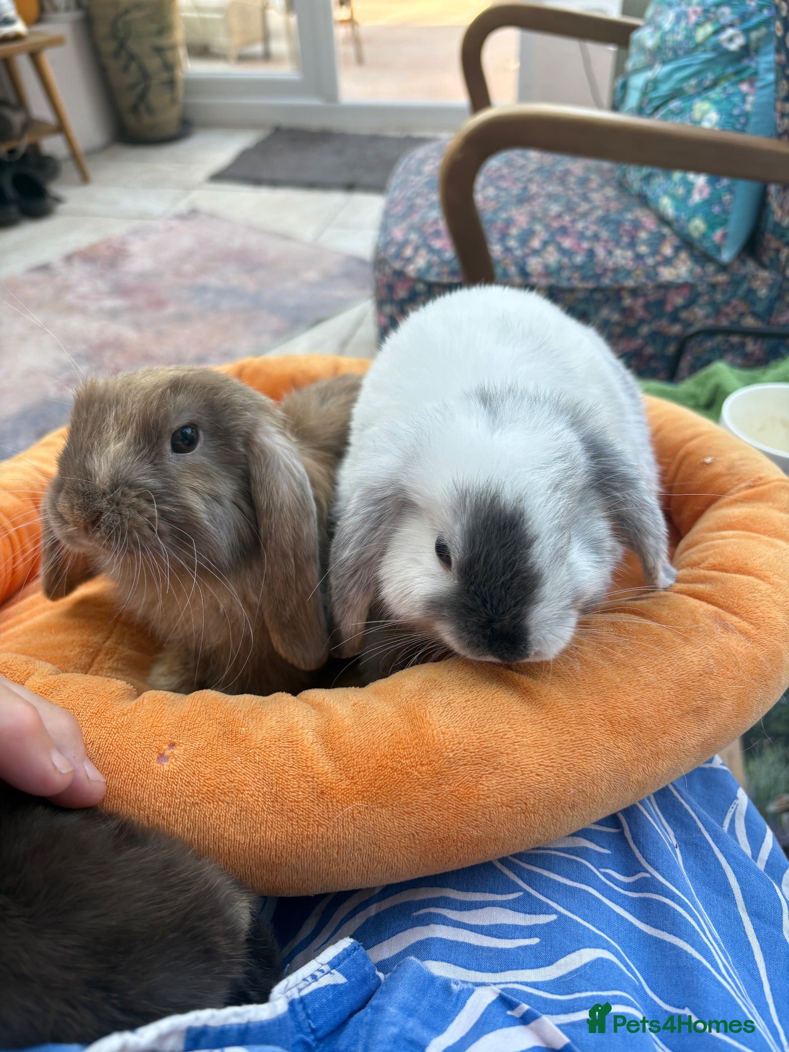 Mini Lop rabbits Mini lops-raised indoors-vaccinated  - Advert 1