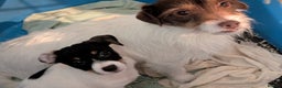 Jack Russell dogs for sale: Jack Russell Puppies for sale - Advert 1