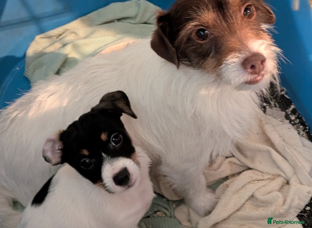 Jack Russell dogs for sale: Jack Russell Puppies for sale - Advert 1