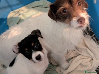 Jack Russell dogs Jack Russell Puppies for sale - Advert 1