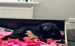 Cocker Spaniel dogs for sale: 2 gorgeous cocker spaniel puppies ready 14/9/25 - Image 11