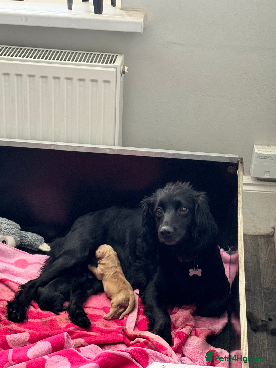 Cocker Spaniel dogs for sale: 2 gorgeous cocker spaniel puppies ready 14/9/25 - Image 11