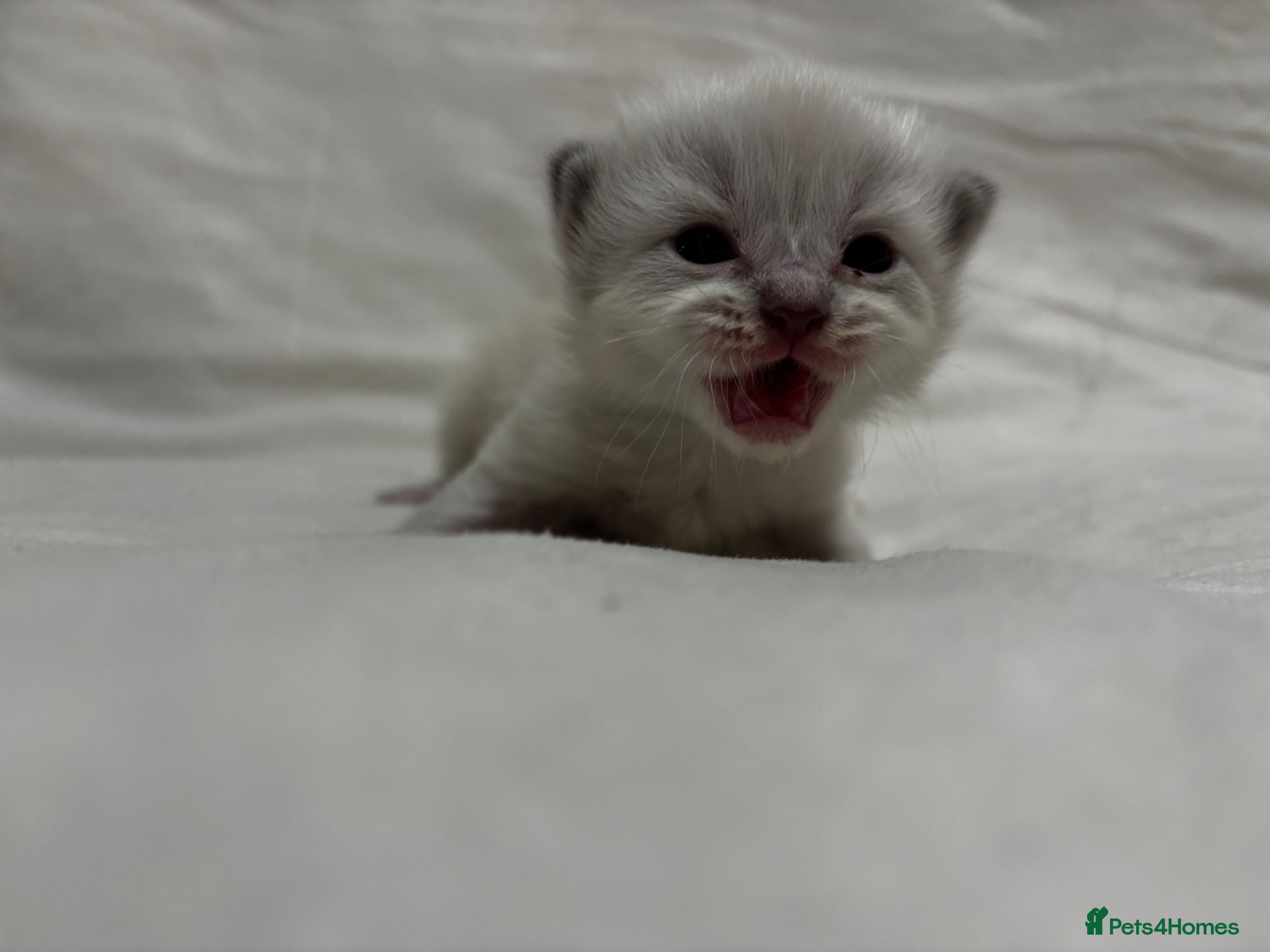 Ragdoll cats Gorgeous full ragdoll kittens  - Advert 13