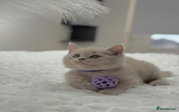 Scottish Fold cats for sale: Scottish straight - Image 2