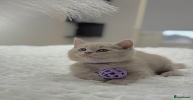 Scottish Fold cats - Advert 8