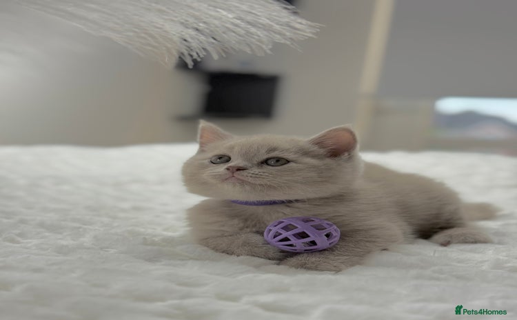 Scottish Fold cats - Advert 8