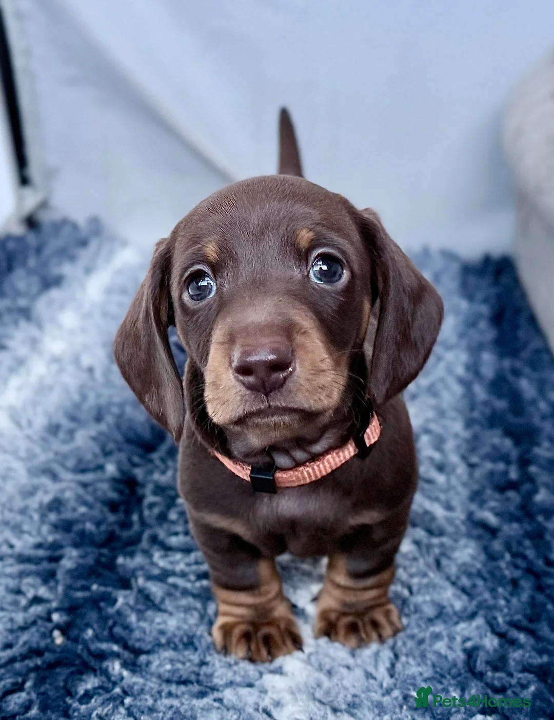 Miniature Dachshund dogs for sale: Quality KC Registered Miniature Dachshund Litter - Advert 16