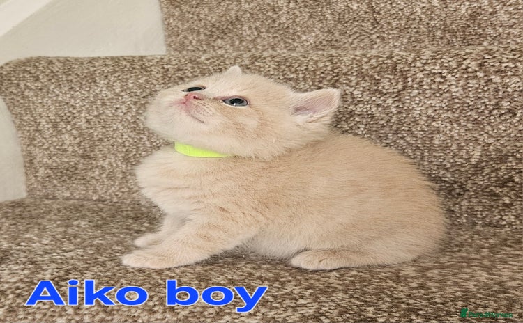 British Shorthair cats - Advert 12