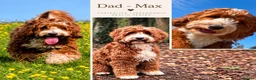Australian Labradoodle dogs for sale: Exceptional Australian Labradoodles - Advert 8
