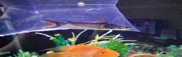 Catfish fish for sale: 4 sun cat fish,  - Advert 1