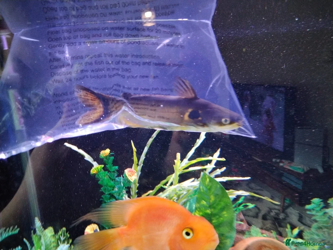 Catfish fish for sale: 4 sun cat fish,  - Advert 1