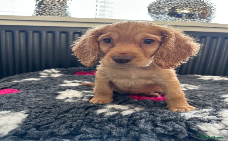 Cocker Spaniel dogs - Advert 5