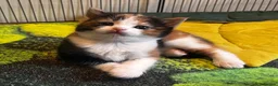 Mixed Breed cats for sale: Loveable cuddly girls 💕 - Advert 1