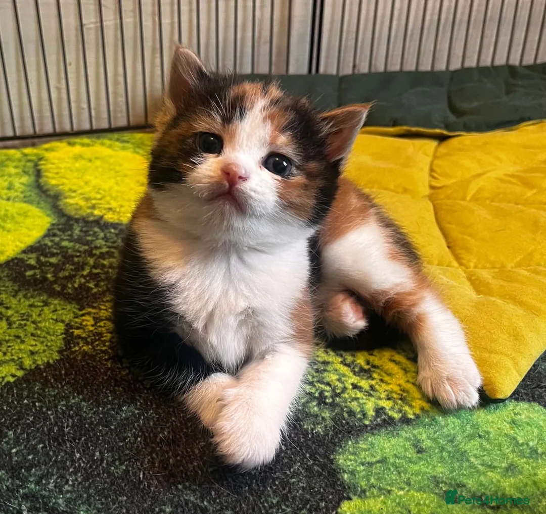 Mixed Breed cats for sale: Loveable cuddly girls 💕 - Advert 1