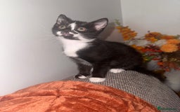 Bengal cats for sale: Beautiful kittens  - Image 2