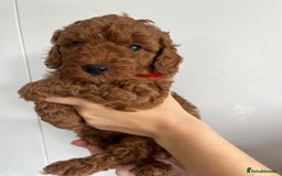 Miniature Poodle dogs for stud: Dark Red Miniature Poodle Stud Package Available in Southampton - Image 38