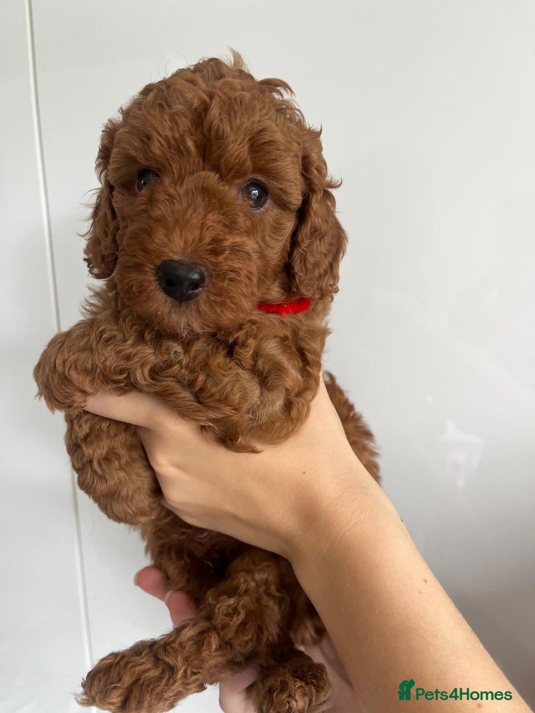 Miniature Poodle dogs for stud: Dark Red Miniature Poodle Stud Package Available in Southampton - Image 38
