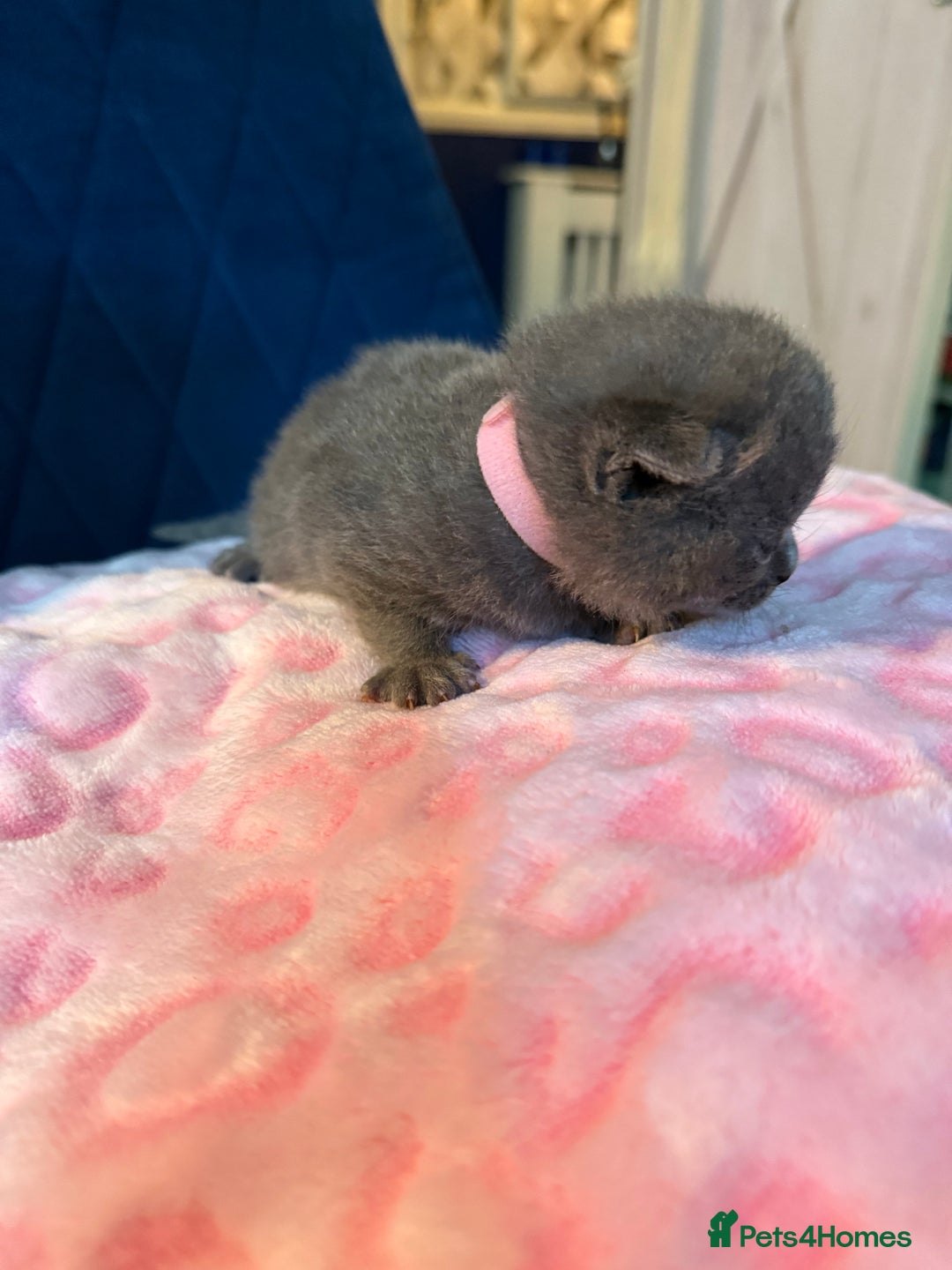British Shorthair cats for sale: Pure British Shorthair Champion line 🥇🏆😻  - Image 26