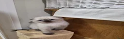 Scottish Fold cats for sale: 🐾Cute🐱 Scottish fold and Scottish straight🐱🐾 - Advert 26