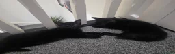Mixed Breed cats for sale: Black boys - Advert 5