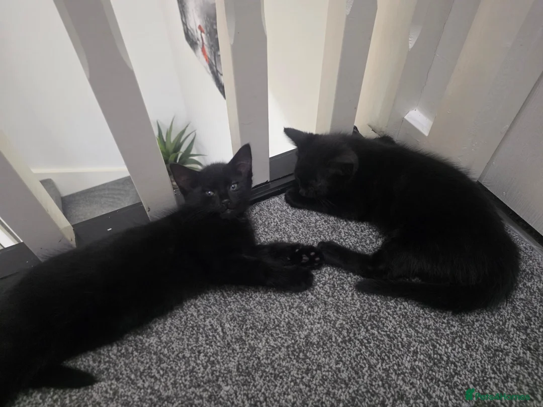 Mixed Breed cats for sale: Black boys - Advert 5