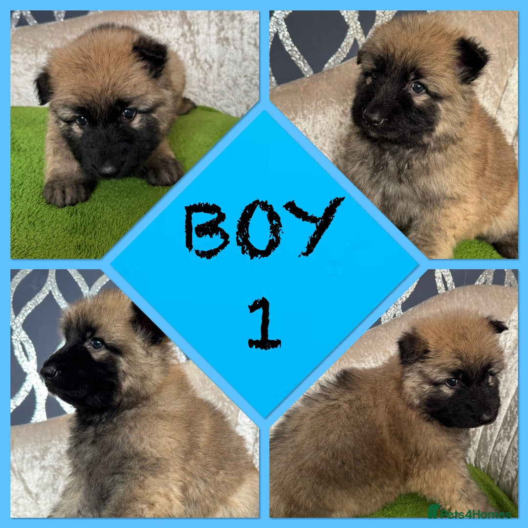 German Shepherd dogs for sale: Stunning German shepherds - Advert 6