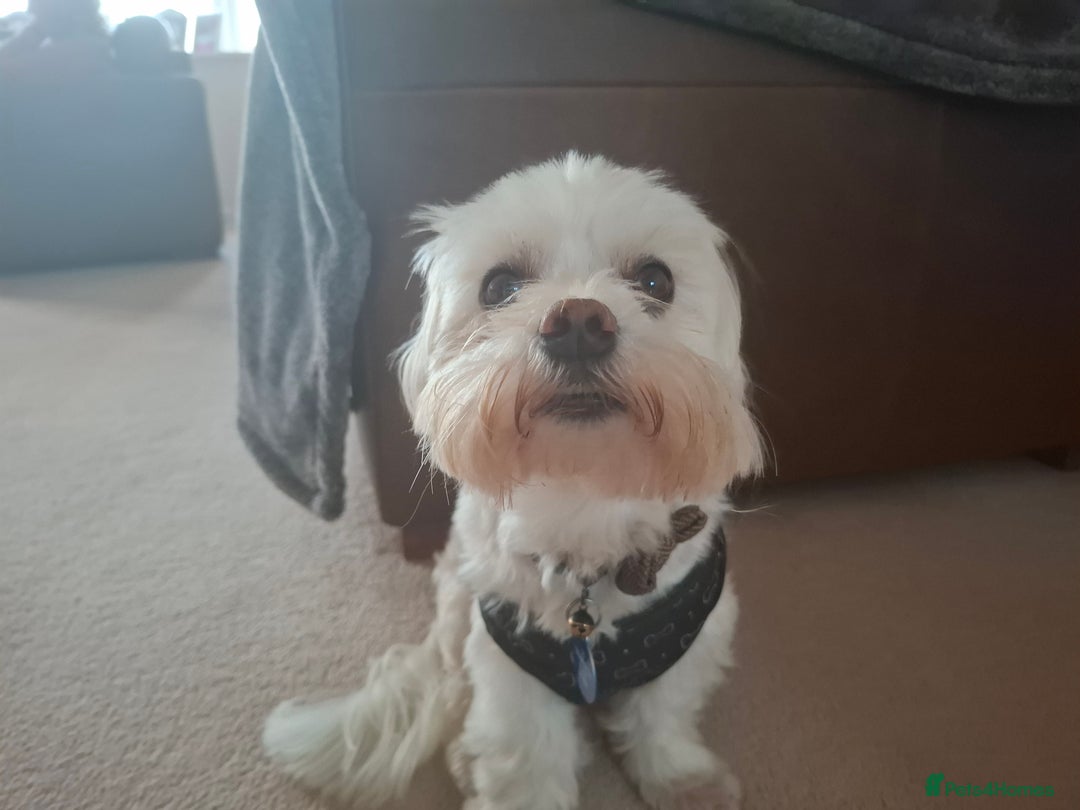 Maltese dogs for stud: Maltese dog for stud - Image 2