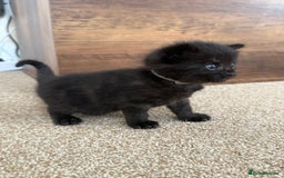 Mixed Breed cats for sale: 5 beautiful, playful kittens for sale  - Image 8