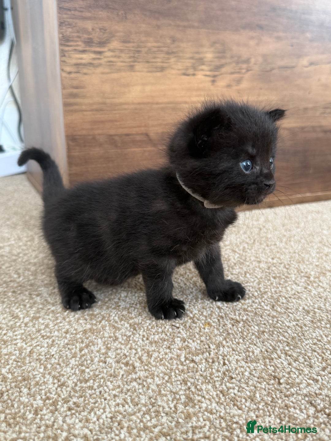 Mixed Breed cats for sale: 5 beautiful, playful kittens for sale  - Image 8