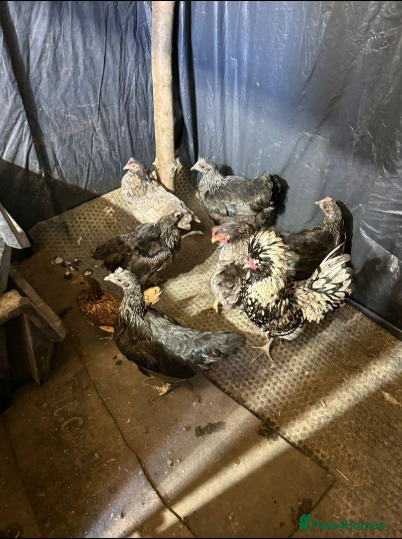 Chickens poultry Chickens and ducks For Sale  - Advert 14