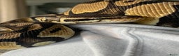 Python Snake reptiles for sale: Royal python with full setup - Advert 3