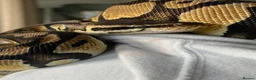Python Snake reptiles for sale: Royal python with full setup - Advert 3