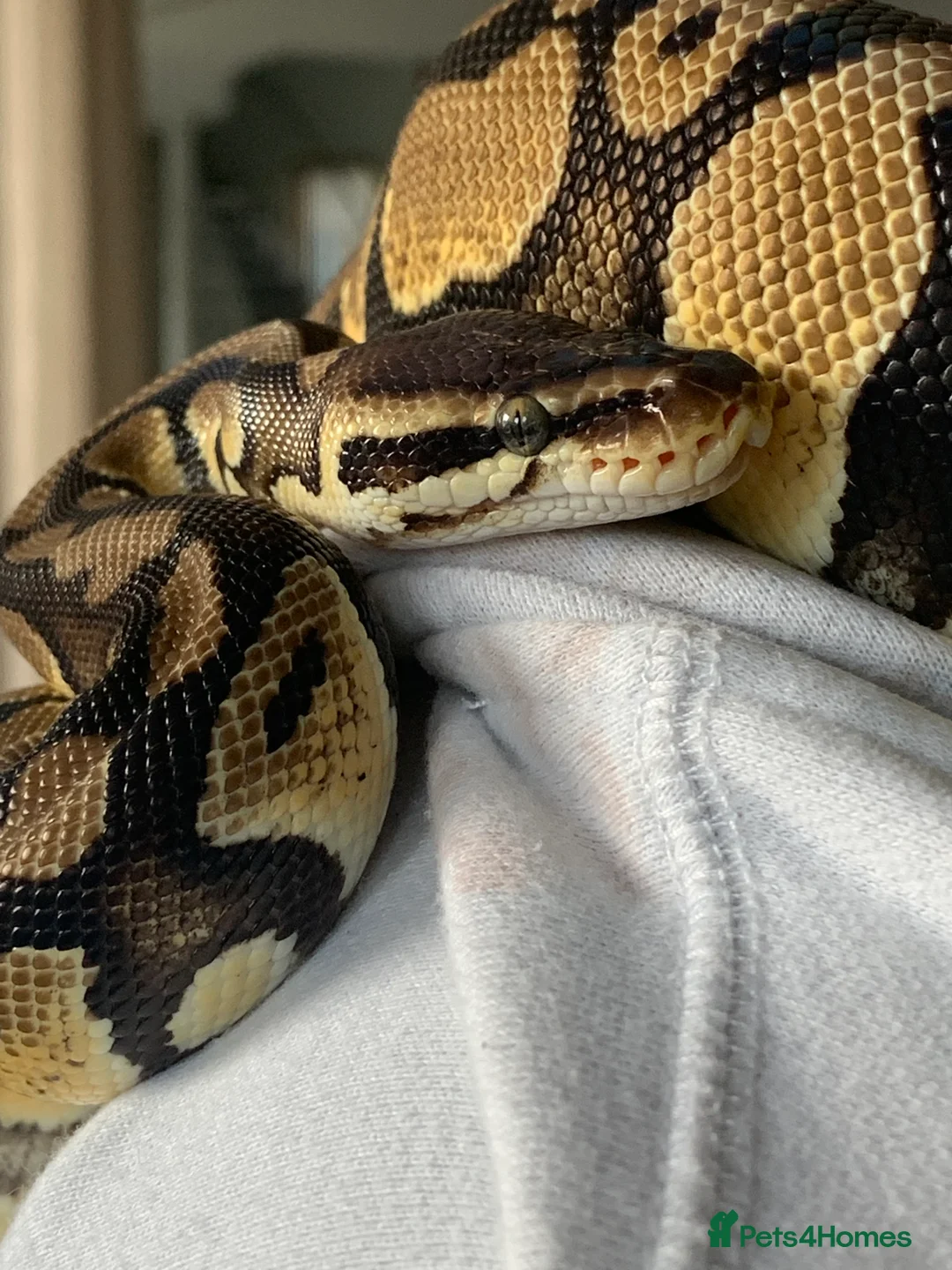 Python Snake reptiles for sale: Royal python with full setup - Advert 3