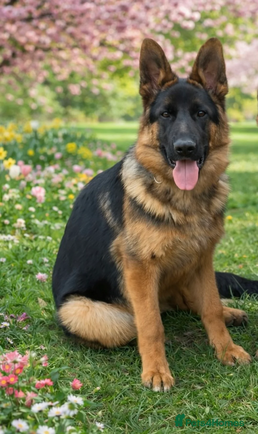 German Shepherd dogs for sale: Super 7 month old male puppy - Advert 1