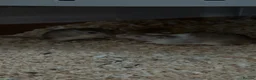Gerbil rodents for sale: Gerbils(and full setup) - Advert 3