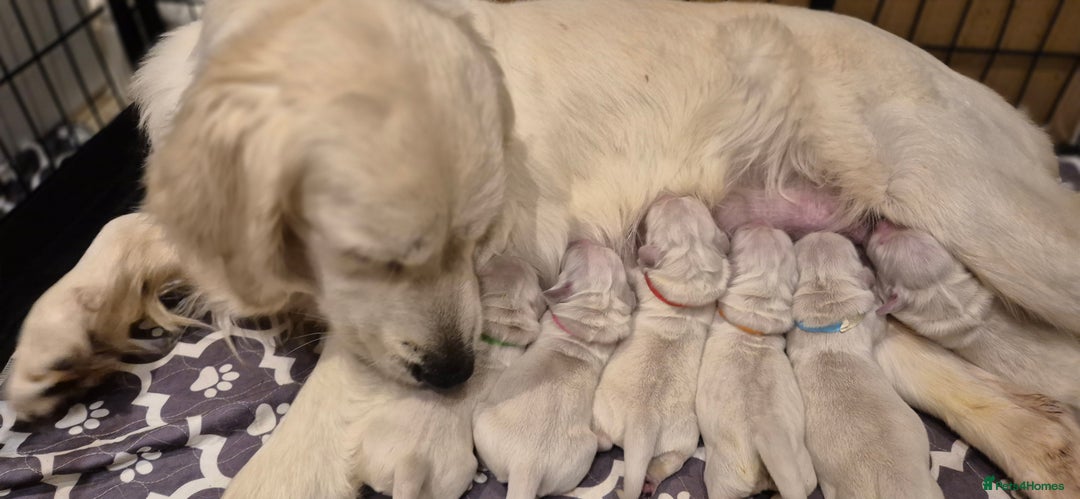 Golden Retriever dogs for sale: KC REGISTERED Golden Retriever puppies  - Advert 9