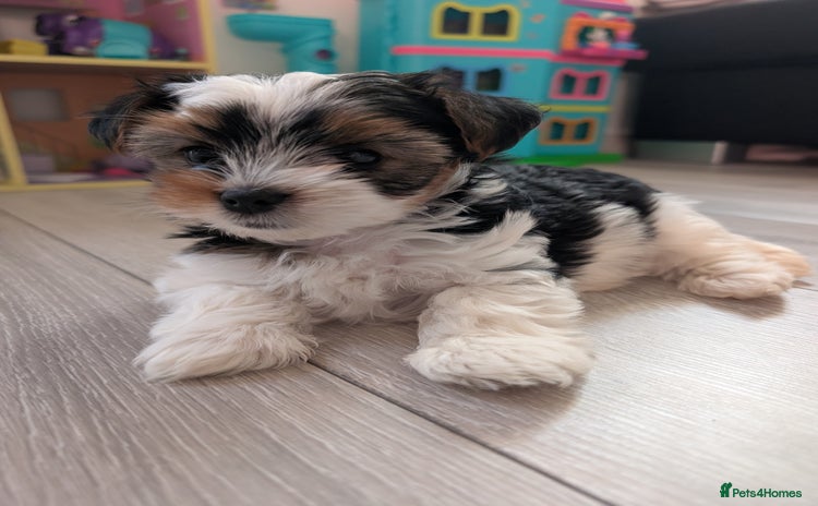 Biewer Terrier dogs - Advert 2