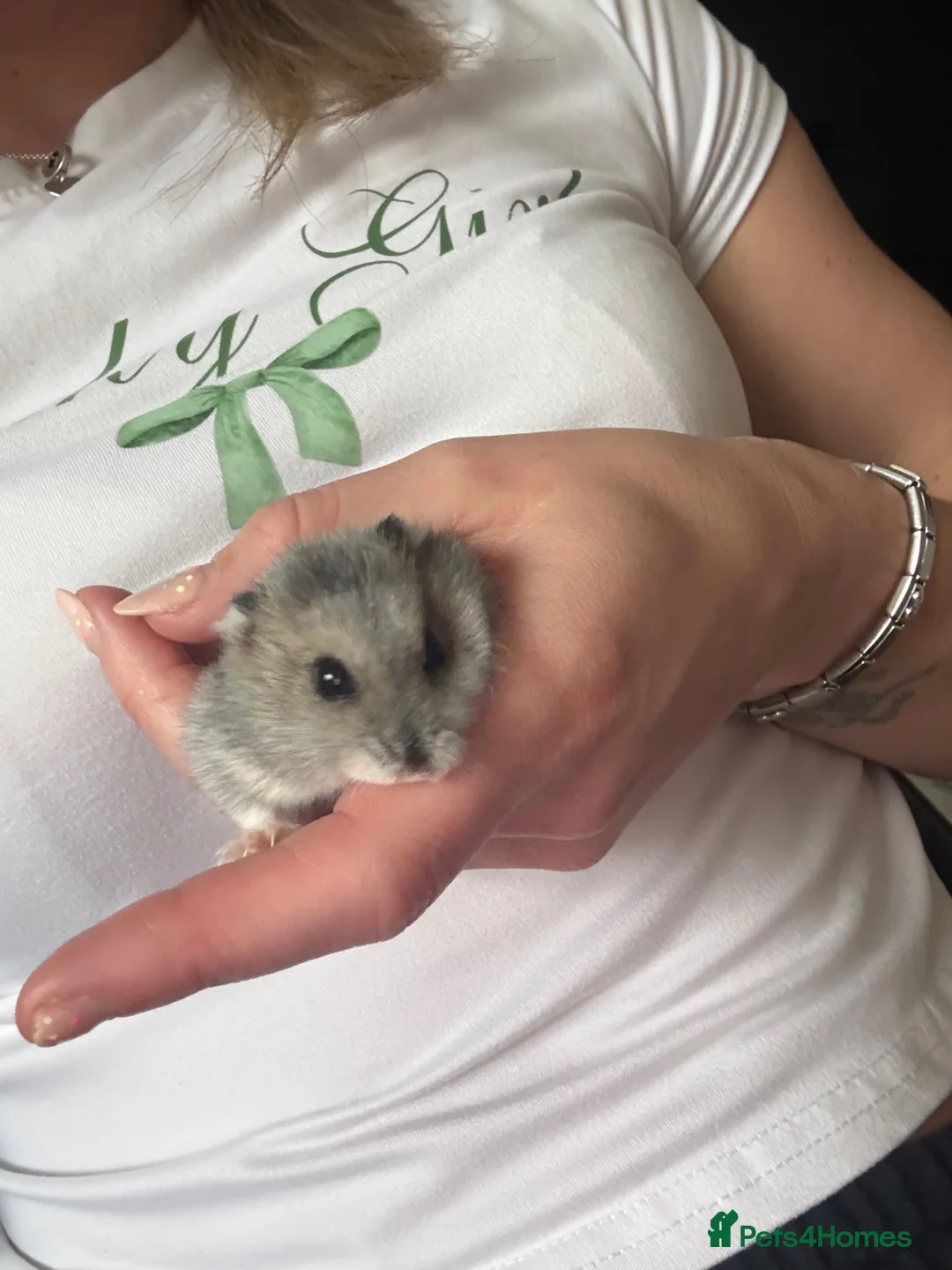 Hamster rodents for sale: Dwarf hamster  in Redditch - Advert 1