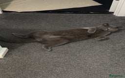 Scottish Fold cats for sale: Scottish straight cats - Advert 5