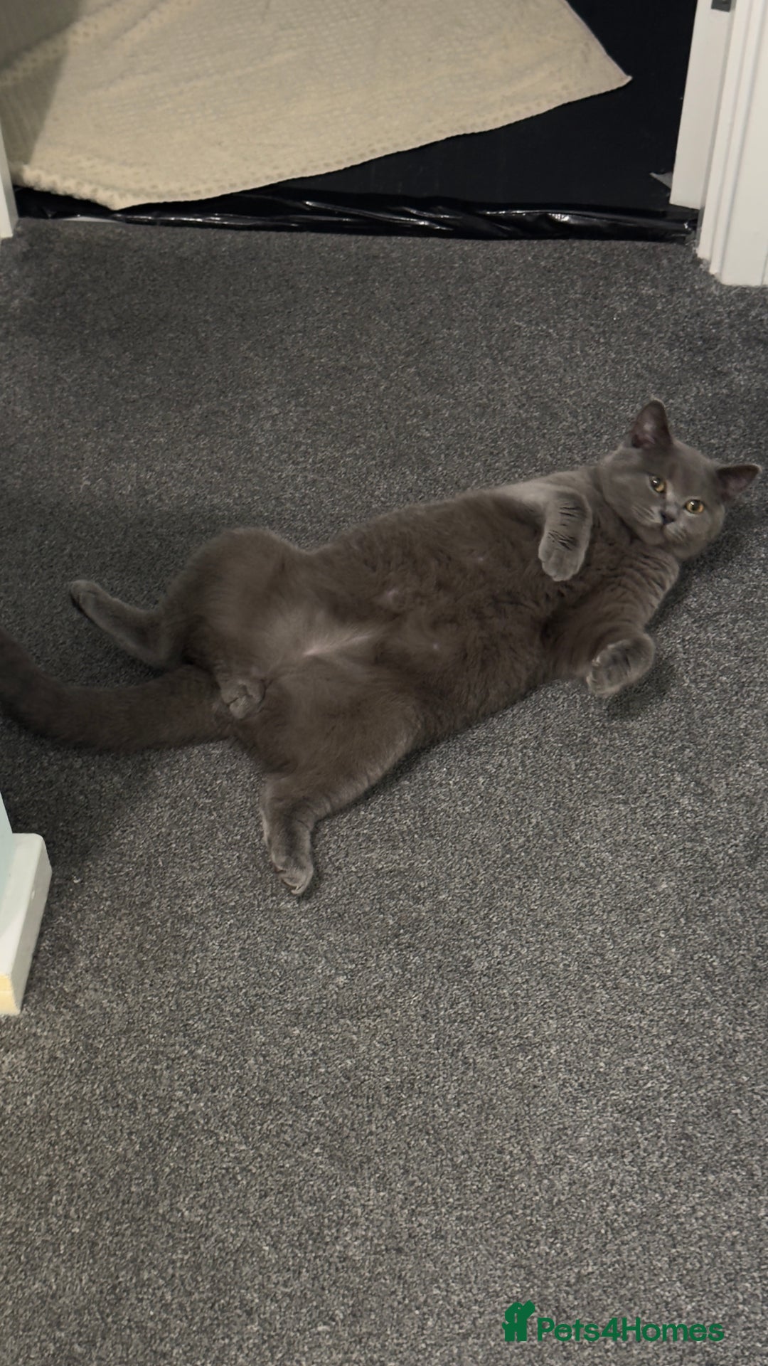 Scottish Fold cats for sale: Scottish straight cats - Advert 5